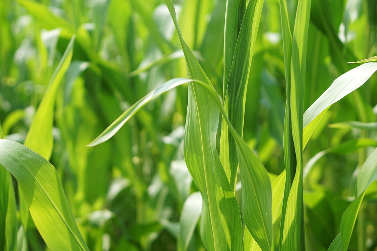 豆?jié){機(jī)價(jià)格走勢(shì)分析，市場(chǎng)趨勢(shì)與價(jià)格概覽