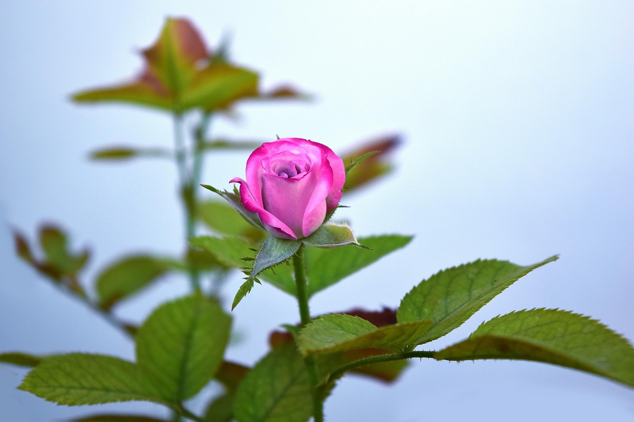 英洛華最新動(dòng)態(tài)，科技創(chuàng)新領(lǐng)航，塑造行業(yè)未來之路